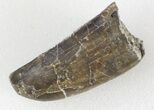 Allosaurus Tooth - Colorado #36389-3